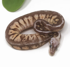 13-7B-Pewter-Enchi-Pin_2025-300x285 13-7B Pewter Enchi Pin_2025