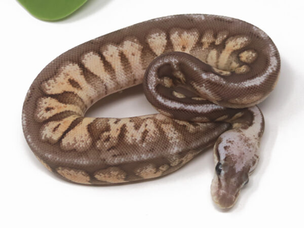 Pewter Enchi Pin (Female)