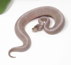 13-7C-Bongo-Pewter_2025-300x275 13-7C Bongo Pewter_2025