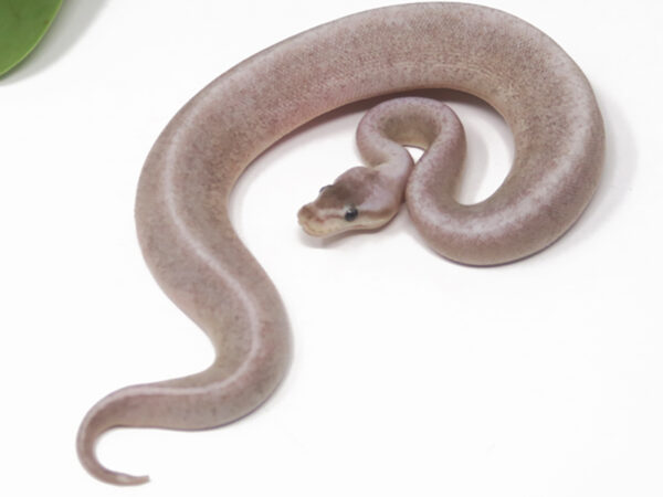 Bongo Pewter (Female)