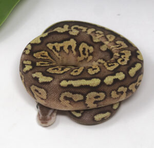 13-8B-Bongo-Pastel-YB_2025-300x289 13-8B Bongo Pastel YB_2025