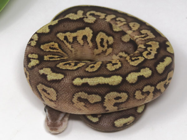Bongo Pastel YB (Female)