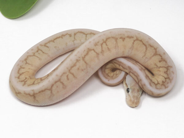 Emperor Pin Cinnamon (Female)