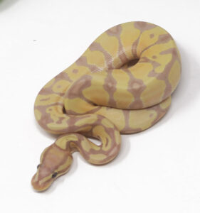 13-9C-Banana-Enchi_2025-281x300 13-9C Banana Enchi_2025