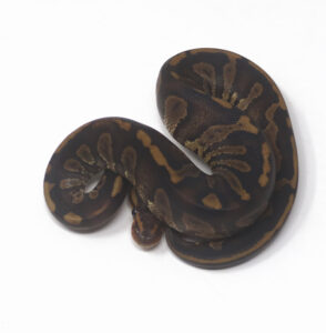 14-10A-Super-Raven_2025-294x300 14-10A Super Raven_2025