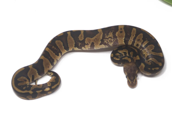 Super Raven Shatter Pastel (Male)