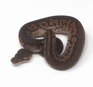 14-12A-Cinnamon-YB_2025-300x278 14-12A Cinnamon YB_2025