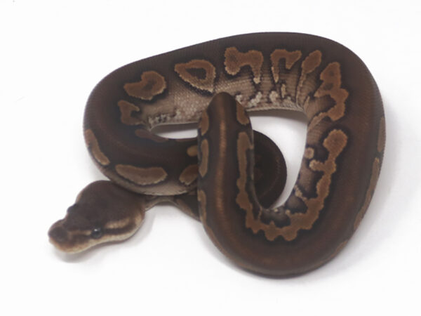 Cinnamon YB (Female)