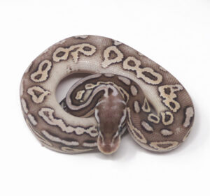 14-12B-Pewter-YB_2025-300x281 14-12B Pewter YB_2025