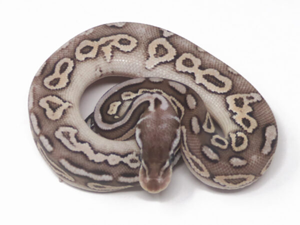 Pewter YB (Male)