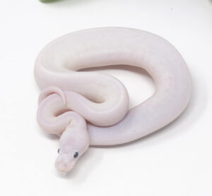 14-14A-Ivory-Combo_2025-300x278 14-14A Ivory Combo_2025