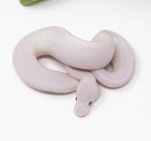 14-14B-Ivory-Combo_2025-300x280 14-14B Ivory Combo_2025