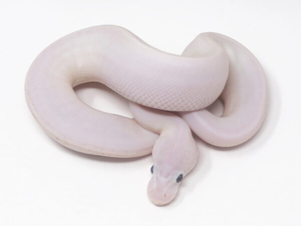 Ivory Combo (Female)