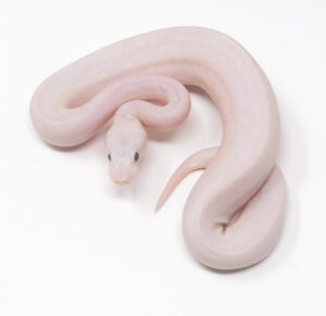 14-14C-Ivory-Combo_2025-300x291 14-14C Ivory Combo_2025