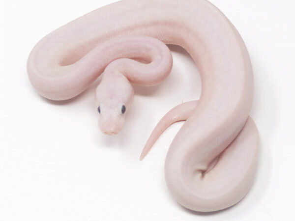 Ivory Combo (Female)