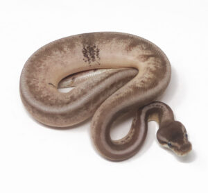 14-1A-Leopard-Pewter-Enchi-Calico_2025-300x278 14-1A Leopard Pewter Enchi Calico_2025