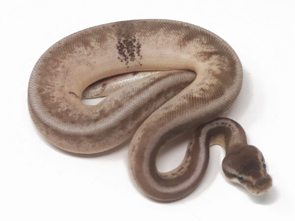 Leopard Pewter Enchi Calico (Female)