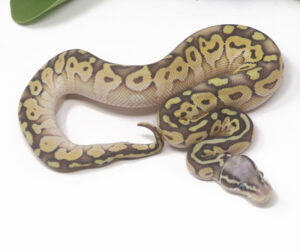 14-1B-Super-Pastel-Butter_2025-300x252 14-1B Super Pastel Butter_2025