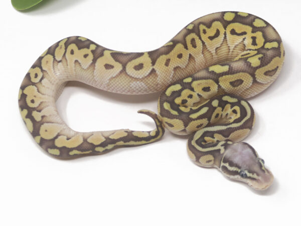 Super Pastel Butter (Female)