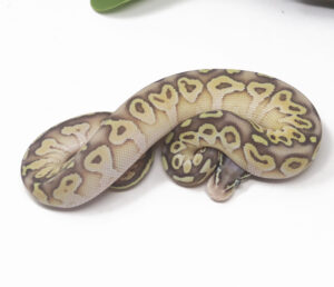 14-1C-Super-Pastel-Butter_2025-300x258 14-1C Super Pastel Butter_2025