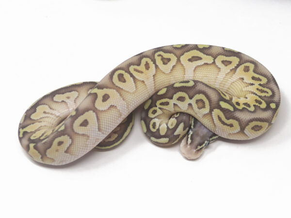 Super Pastel Butter (Female)
