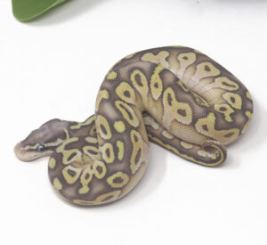 14-2A-Super-Pastel-Butter_2025-300x275 14-2A Super Pastel Butter_2025