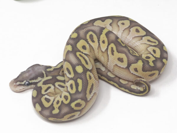 Super Pastel Butter (Male)