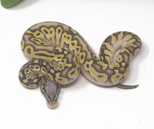 14-2B-Super-Pastel-Butter-Chocolate_2025-300x252 14-2B Super Pastel Butter Chocolate_2025