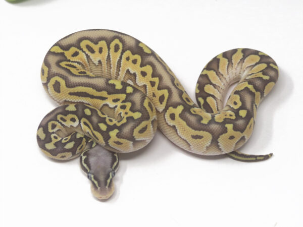Super Pastel Butter Chocolate (Male)