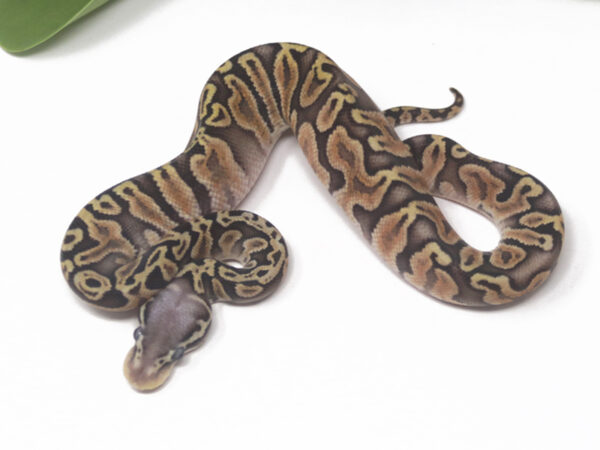 GHI Super Pastel (Male)
