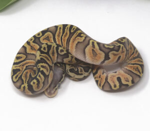 14-3A-GHI-Super-Pastel_2025-300x261 14-3A GHI Super Pastel_2025