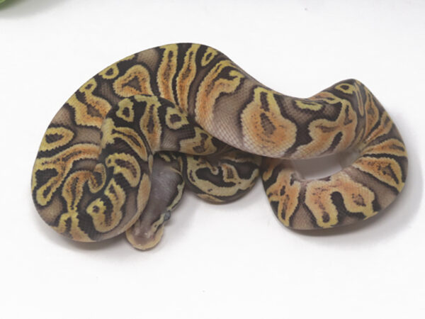 GHI Super Pastel (Female)