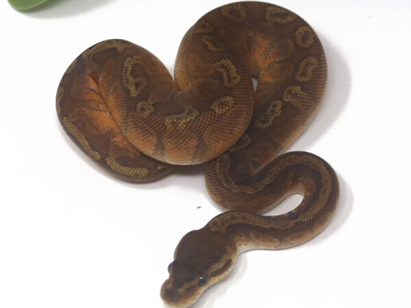 Sunset (Female)