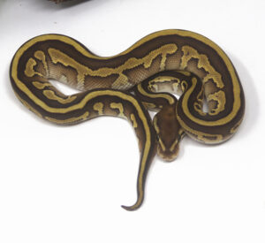 14-6A-Leopard-Butter_2025-300x275 14-6A Leopard Butter_2025