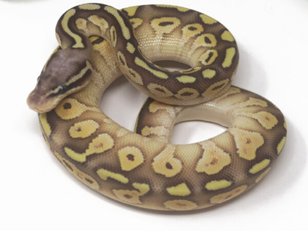 Super Pastel Butter (Male)