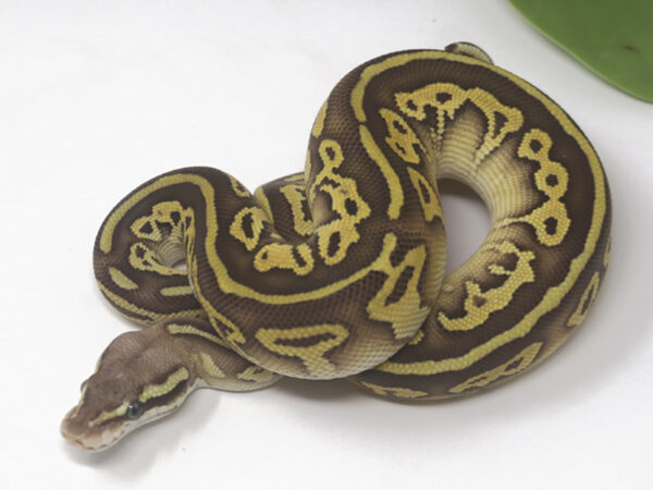 Leopard Pastel Butter (Female)