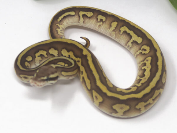 Leopard Pastel Butter (Female)