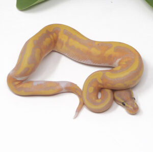 14-7C-Banana-Pied_2025-300x298 14-7C Banana Pied_2025