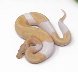 14-8A-Banana-Pied_2025-300x278 14-8A Banana Pied_2025