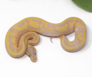 14-8B-Banana-Pied_2025-300x250 14-8B Banana Pied_2025