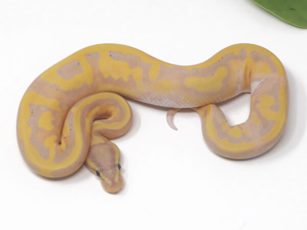 Banana Pied (LW) (Female)
