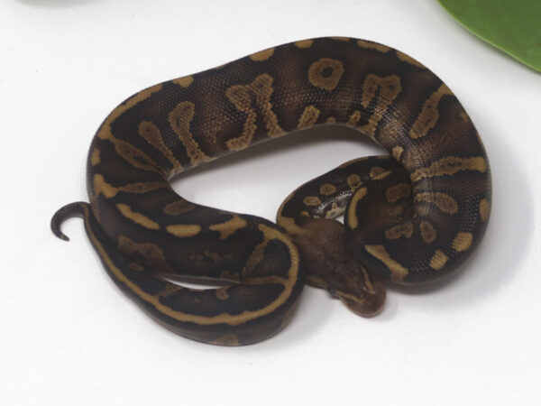 Super Raven (Female)