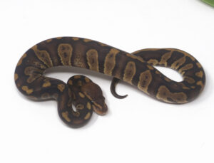 14-9A-Super-Raven_2025-300x229 14-9A Super Raven_2025