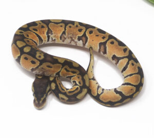 14-9C-Shatter-Pastel_2025-300x269 14-9C Shatter Pastel_2025
