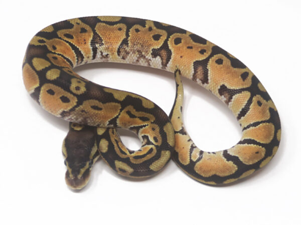 Shatter Pastel (Male)