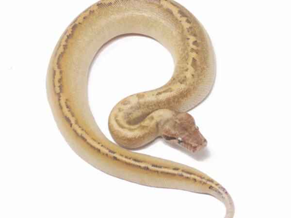 Ivory Blood (Male)