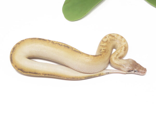 Ivory Blood (Male)