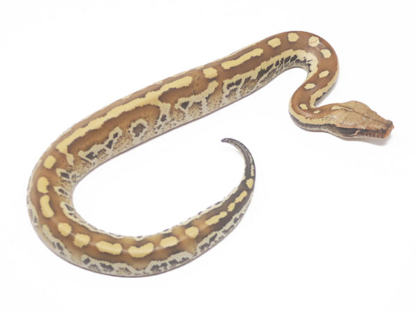 Matrix Blood (Male)