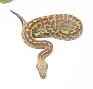 9-15A-Matrix_2025-300x287 9-15A Matrix_2025