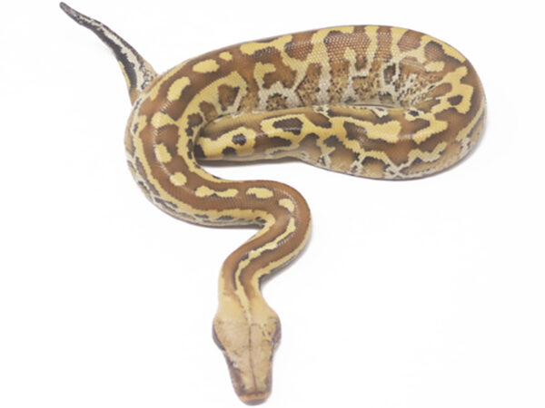 Matrix Blood (Male)